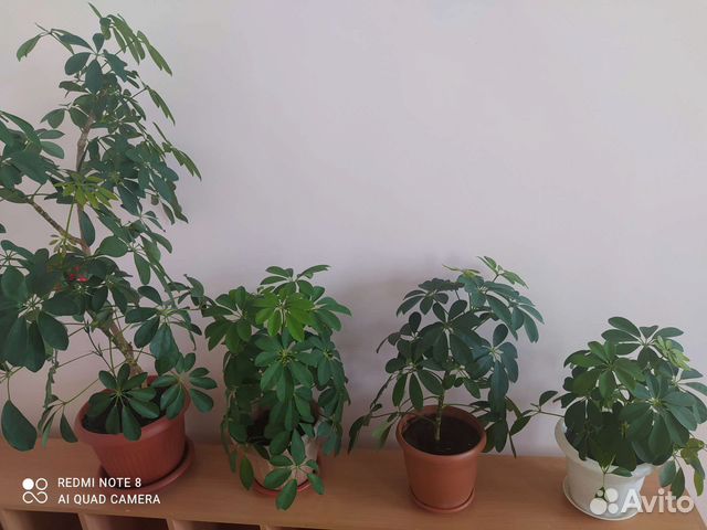 Комнатные цветы