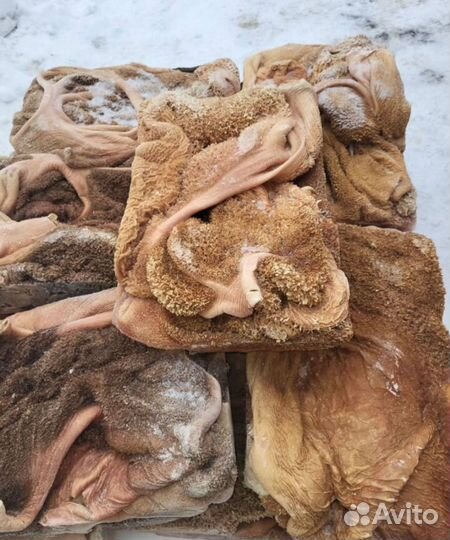 Корм для собак