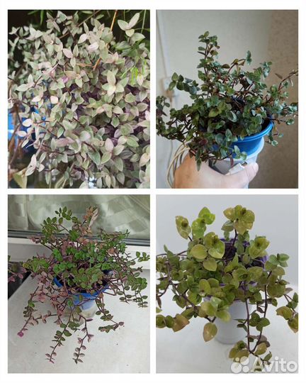 Коллизии, традесканции