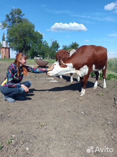 Домашнее мясо молодых бычков