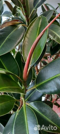 Фикус каучуконосный большой