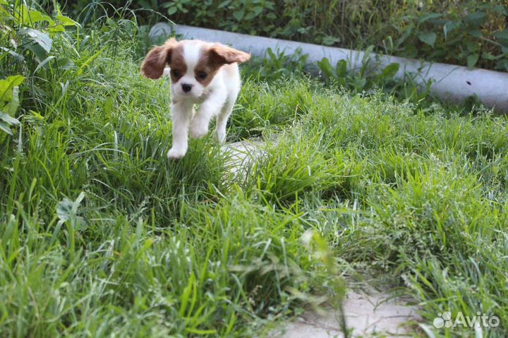 Кавалерочка