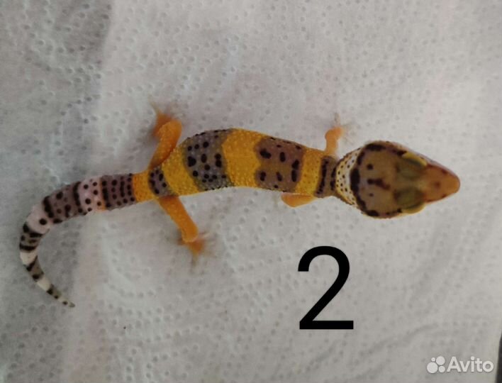 Геккон# эублефар# ящерица#