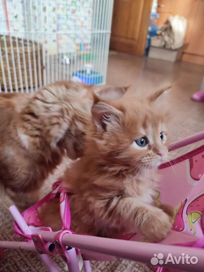 Котята мэйн-кун