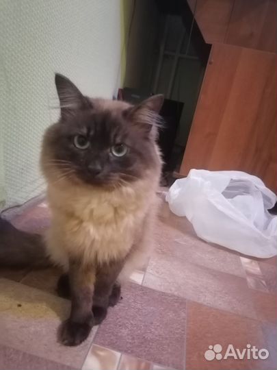Сиамский кот