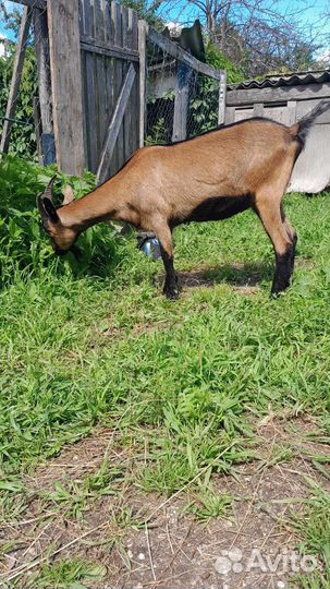 Чешские козочки