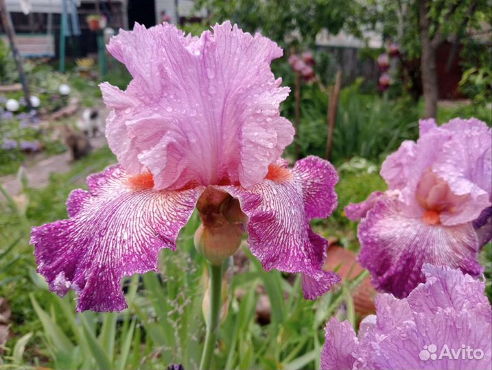 Ирисы бородатые