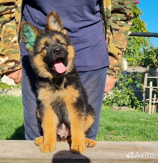 Девочка немецкой овчарки