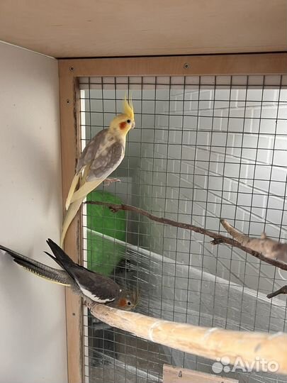 Попугаи корелла с клеткой