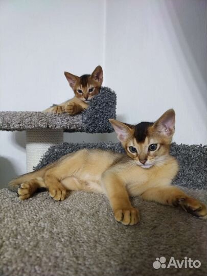 Абиссинская