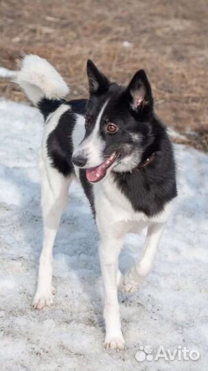 Маленькая собака в добрые руки