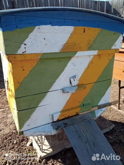 Пчелосемьи