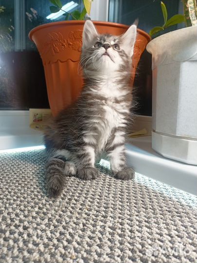 Котята Мейн-кун