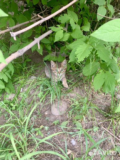 Котята в добрые руки даром