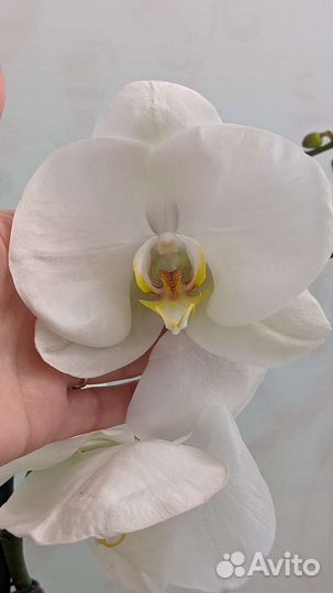 Орхидея метровая королевская