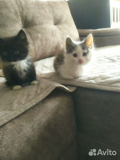 Кошки в добрые руки бесплатно