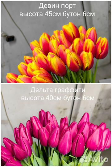 Луковицы тюльпанов