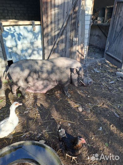 Вьетнамский вислобрюхий хряк и свинки