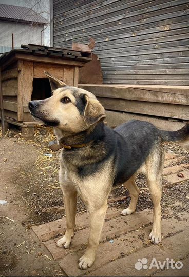 Собака бесплатно