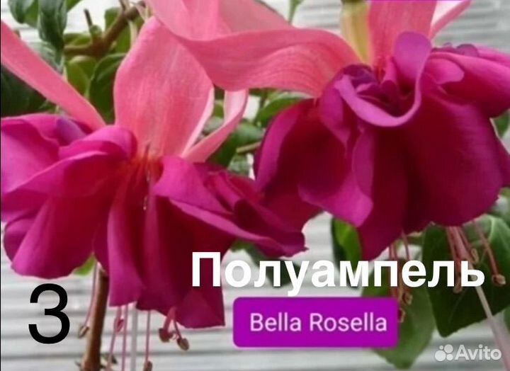 Сортовая фуксия