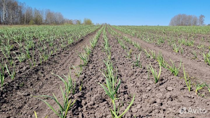 Фермерский чеснок озимый Любаша