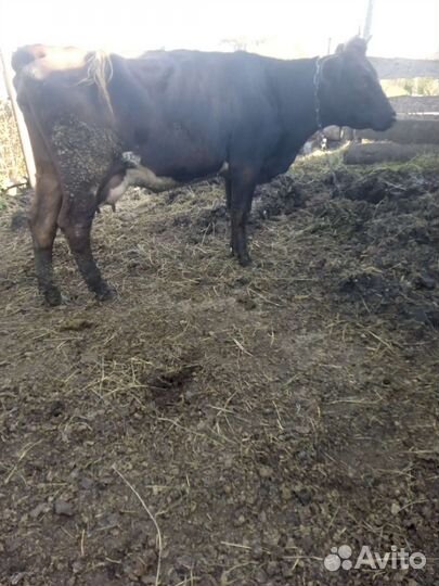 Корова дойная