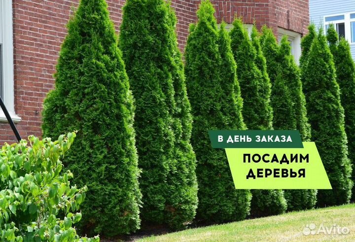 Туя в ассортименте:Смарагд,Брабант,Колумна
