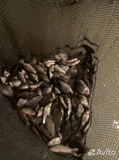 Живец карась