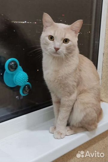 Кот цвета крем в дар