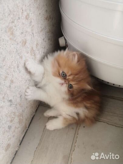 Котята персидские