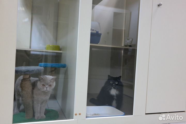 Гостиница для животных