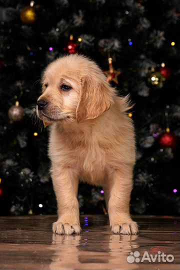 Шикарные рыжие малыши золотистого ретривера