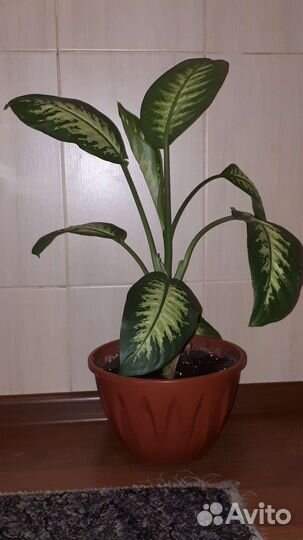 Диффенбахия