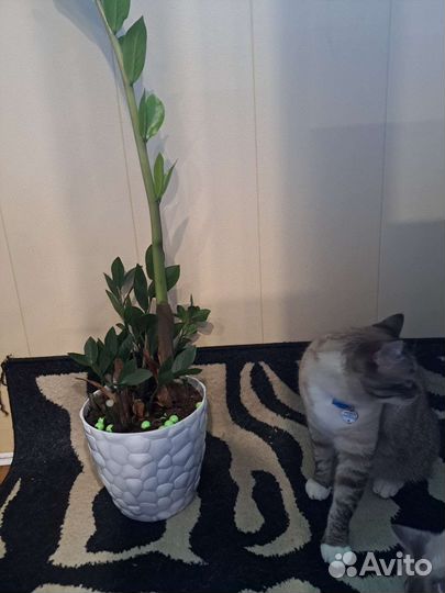 Замиокулькас