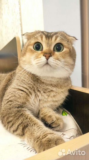 Шотландский вислоухий кот для вязки