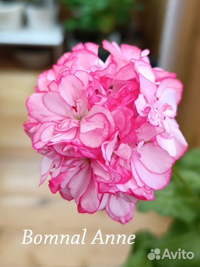 Пеларгония корейской селекции