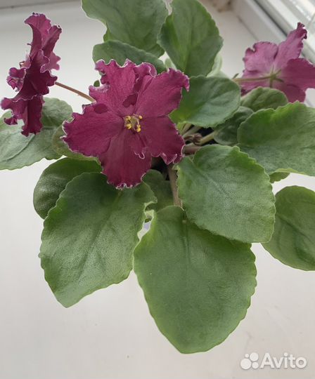 Фиалка ав- Сердце матери