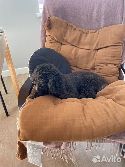 Догситтер, выгульщик собак