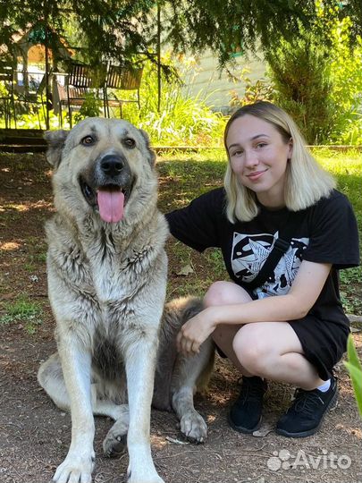 Передержка собак