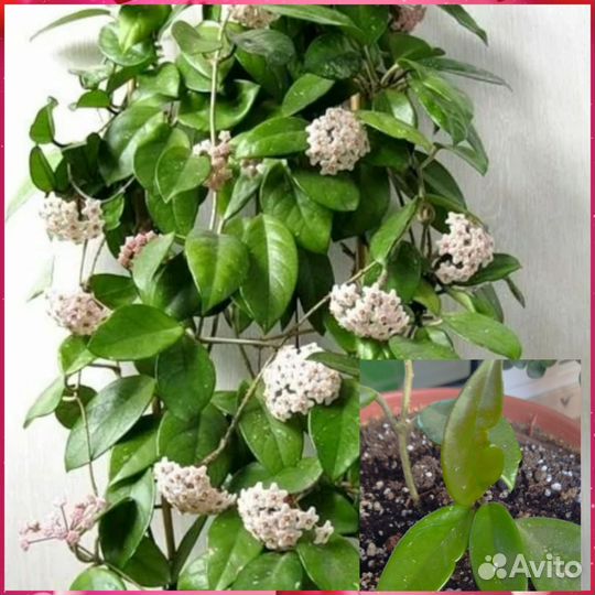 Комнатные цветы