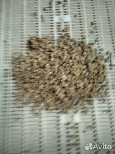 Перга пчелиная