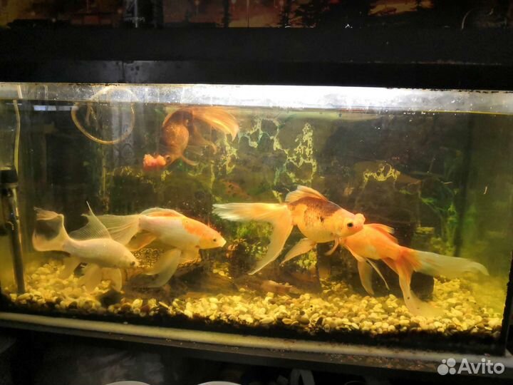 Аквариум и рыбки