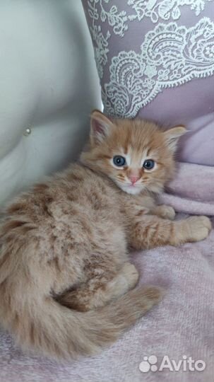 Отдам в добрые руки котёнка мальчика
