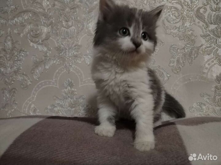 Кошки в добрые руки бесплатно
