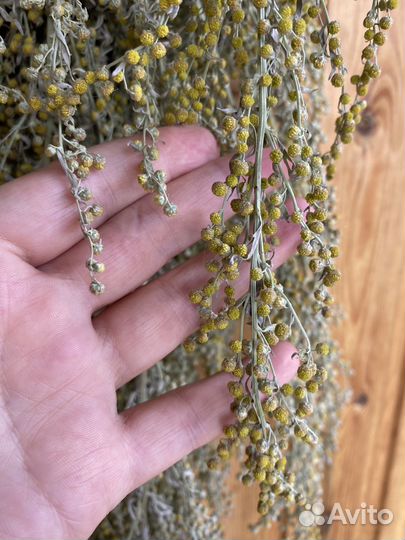 Полынь горькая