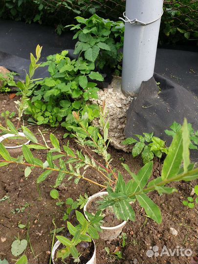 Ива хакуро нишики