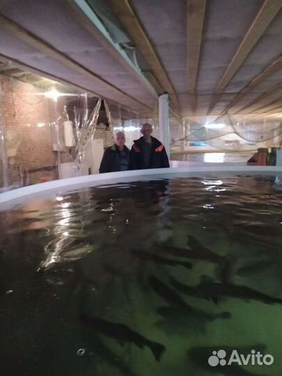 Форель живая в центре г. Ростова