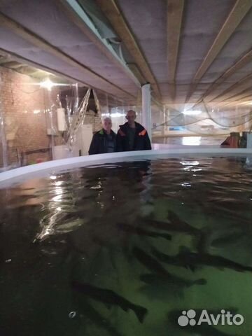 Форель живая в центре г. Ростова