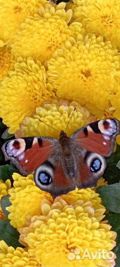 Хризантемы мультифлора