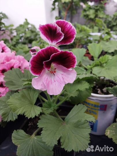 Герань пеларгония королевская